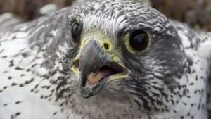 Гендиректора соколиного центра &laquo;Камчатка&raquo; судят за браконьерство