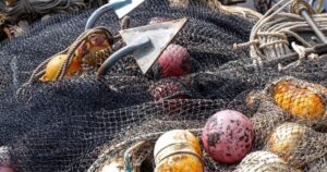 Путина-2024: текущие показатели на Камчатке отстают от прошлогодних