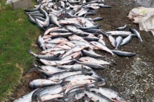 Как на Камчатке рыбинспекторы борются с браконьерами