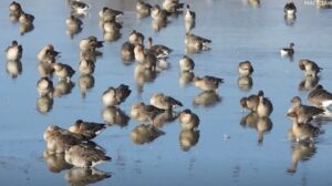 Ученые на Камчатке порадовались большой численности гуся-гуменника