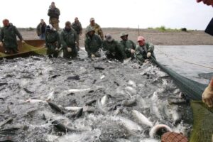 Камчатские рыбаки освоили 67% объёма возможного вылова лосося