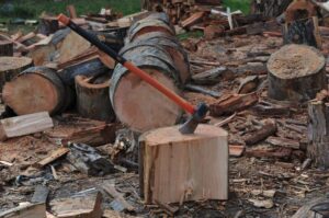 На Камчатке завели уголовное дело о незаконной рубке деревьев