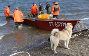 Лососёвая путина-2024 на Камчатке вступила в завершающую стадию