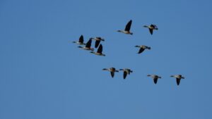 В Корякском заповеднике проведен уникальный авиаучёт птиц