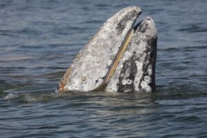 Рацион серых китов изучают сотрудники Кроноцкого заповедника