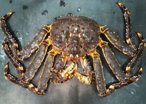 Возвращение блудного краба: с Камчатки в Баренцево море и обратно