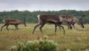 На Камчатке стадо диких северных оленей взято под усиленную охрану