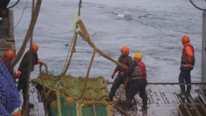 Иваси: если сардина пришла &ndash; нас ждут мирные времена