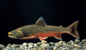 В камчатских озерах обнаружены рыбы-каннибалы