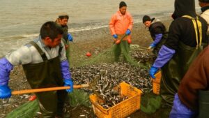 Повторится ли в следующем году звёздный час камчатской мойвы?