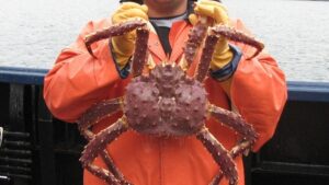 Для человека вирус в камчатских крабах опасности не представляет