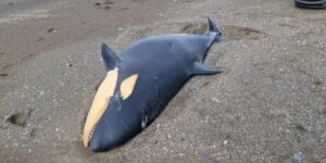 Раненую косатку выбросило на западное побережье Камчатки