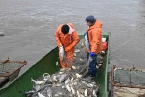 Загадочные лососи: почему происходит снижение уловов на Камчатке?