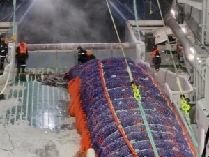 На Камчатке выловили больше иваси и минтая, чем лососей