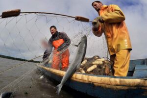 Клева не будет: в России могут упасть объемы вылова лососевой рыбы