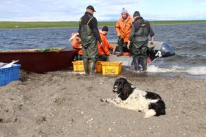 Путина-2025: что лосось грядущий нам готовит