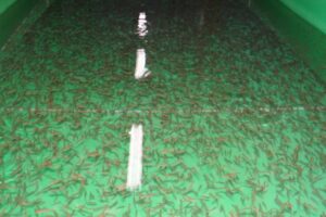 Ученые и рыбоводы вернули кету в реку Паратунка на Камчатке