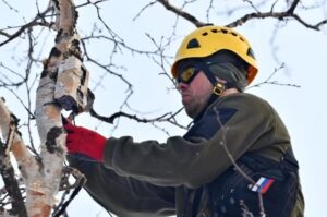 На Камчатке спасают редких орланов с помощью дронов и трекеров