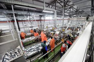 Косатки и санкции не спасли: рыбаки Камчатки теряют право на вылов палтуса