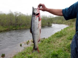 Рыболовный туризм на Камчатке: угроза для экосистемы?