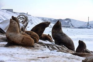 Сивучи Петропавловска-Камчатского: краснокнижные соседи в опасности