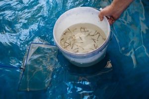 Мальков рыб редких видов вырастят в университете на Камчатке