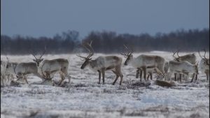 На Камчатке усиливают охрану краснокнижных оленей