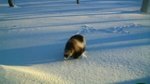 Камчатка: росомаха в поисках лёгкой добычи
