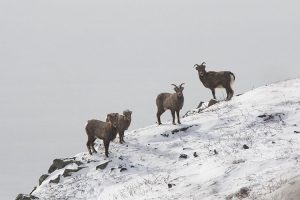 Снежные бараны Кроноцкого заповедника: популяция стабильна