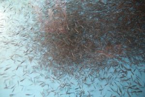 На Камчатке будут ловить форель и сигов