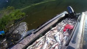 Браконьерский пресс на водные экосистемы Камчатки не ослабевает