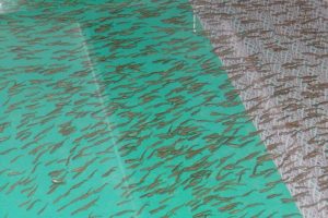 Заводской лосось: тревожный симптом экологических проблем Камчатки