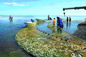 Камчатский колхоз подал иск к Росрыболовству на 360 млн рублей