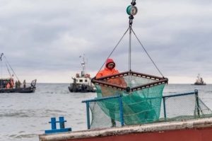 Крупные рыболовные участки Камчатки продают через аукцион