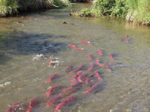 Извержение камчатского вулкана: лосось плывёт к родному пепелищу
