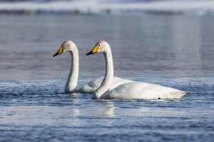 Парапольский дол на Камчатке: новые меры для спасения редких птиц