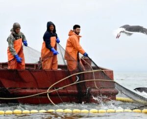 Путина-2025: определены проходные дни для лосося