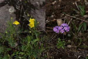 Редкий цветок из Красной книги Камчатки оказался под угрозой уничтожения