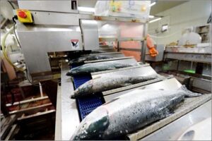 Качество камчатской рыбы: откровенно о проблемах