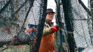 Минсельхоз ограничил промысел лосося на Камчатке и в бассейне Амура