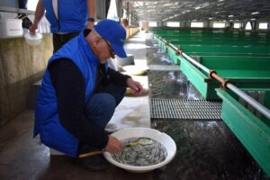 Уловы кеты на Камчатке все больше зависят от заводской рыбы