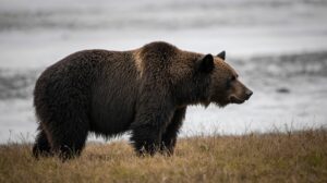 Число выходов медведей к людям на Камчатке может снизиться