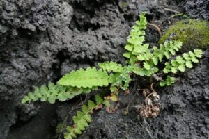 На Камчатке найден редчайший папоротник из Красной книги