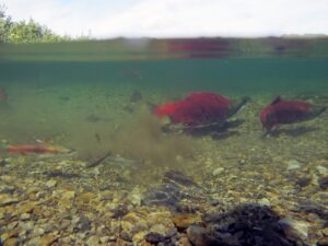 Прогноз на путину-2025: на Камчатке считают молодь горбуши, кеты и нерки