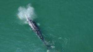 В Кроноцком заповеднике появились новые беспилотники для исследований