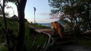 Тайна медвежьего веса: как на Камчатке следят за здоровьем хищников