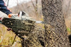 Незаконная рубка каменной березы на Камчатке обернулась уголовным делом