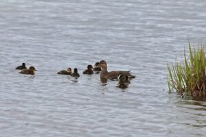 В Кроноцком заповеднике просят не &laquo;спасать&raquo; птенцов уток и куликов