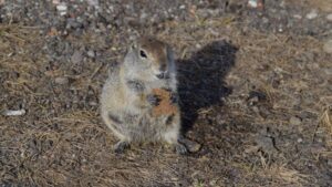 Камчатские евражки: как &laquo;любовь&raquo; туристов убивает диких животных