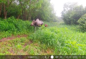 Камера в заповеднике запечатлела новое поколение камчатских лосей